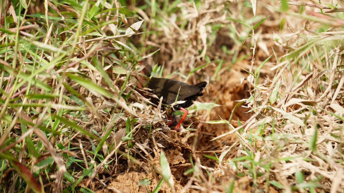Ruddy-breasted Crake - ML646503988