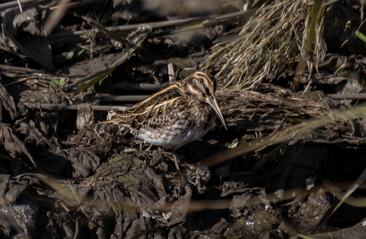Jack Snipe - ML646503989