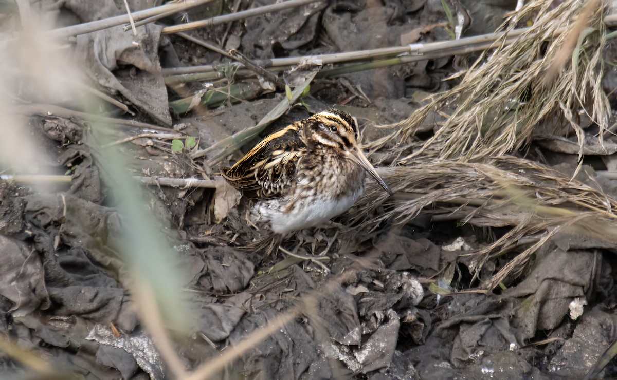 Jack Snipe - ML646503990