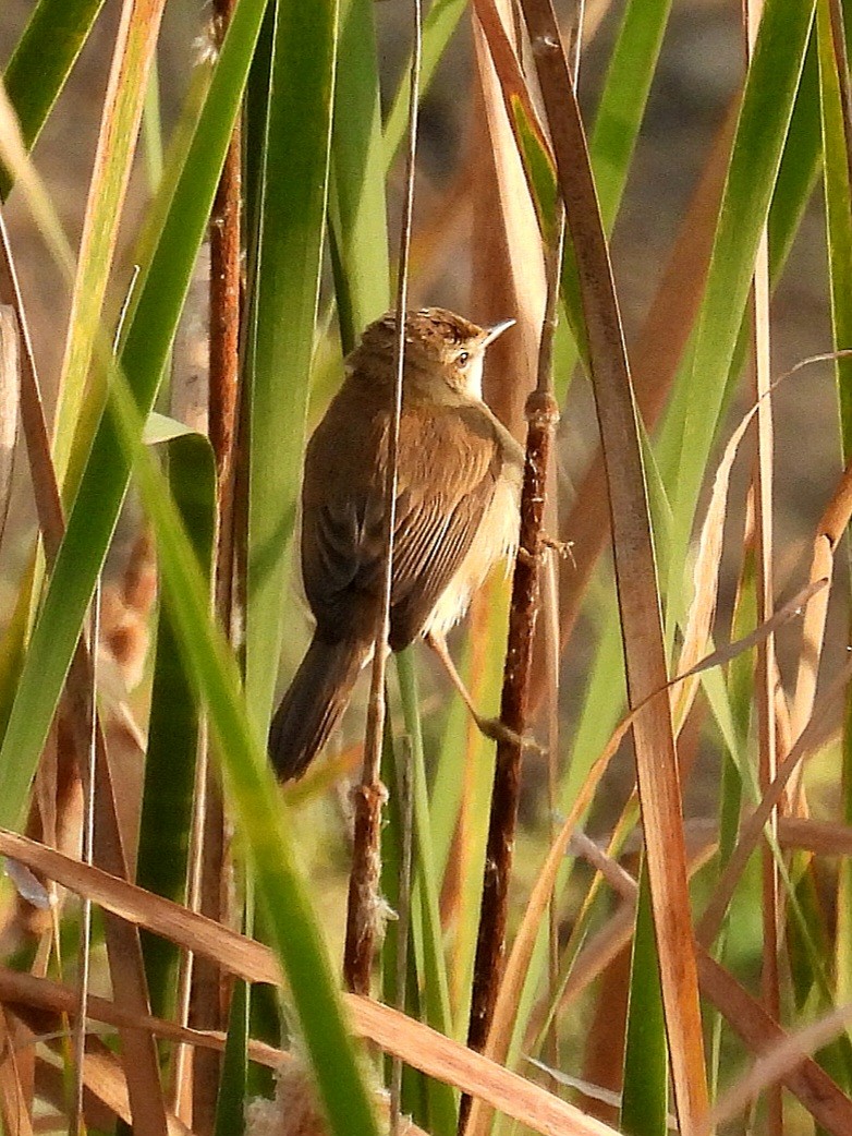 Paddyfield Warbler - ML646503991