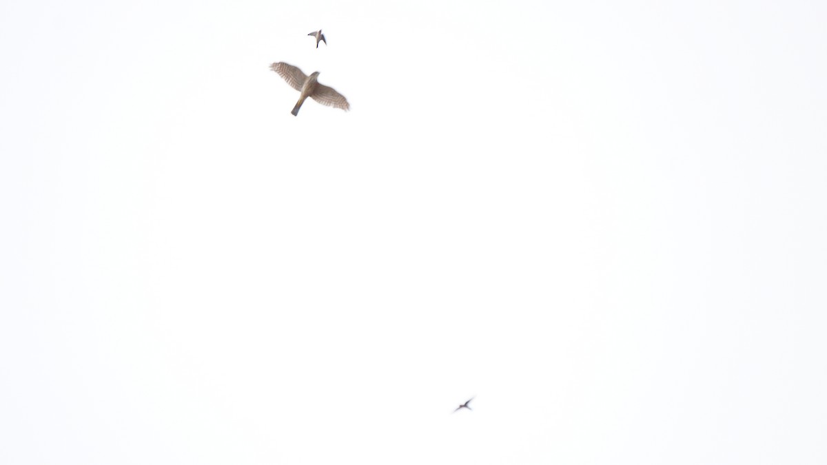 Japanese Sparrowhawk - ML646503992