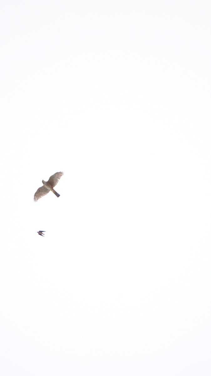 Japanese Sparrowhawk - ML646503993