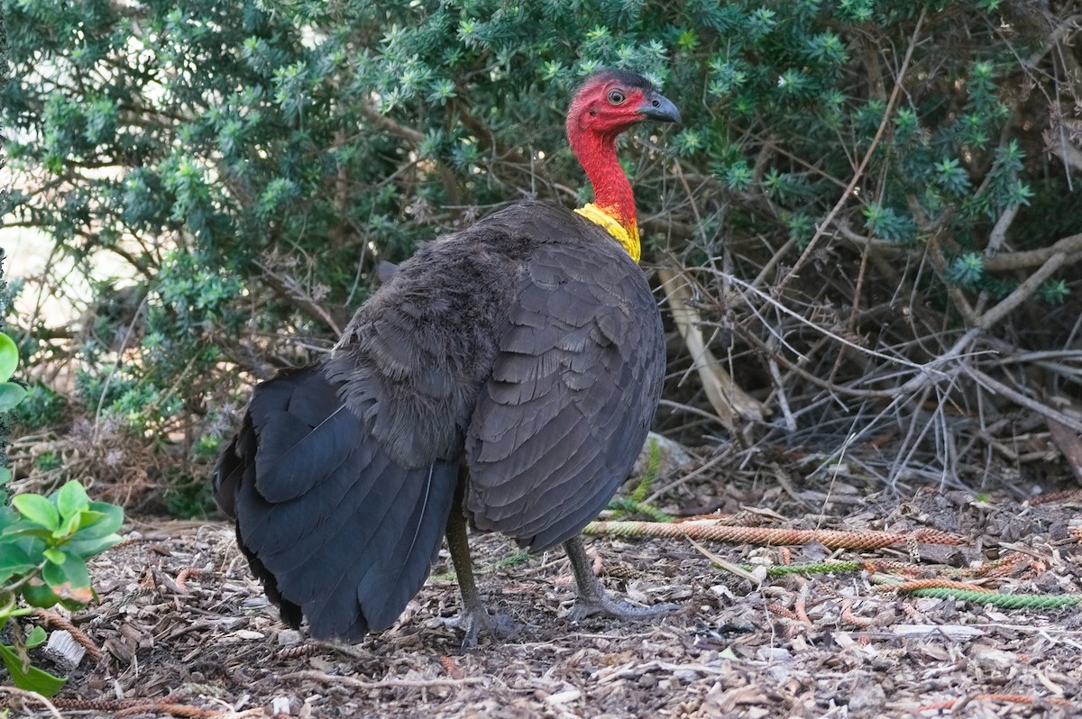 ヤブツカツクリ - ML646503998