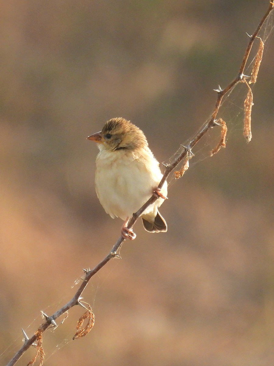 Baya Weaver - ML646504000
