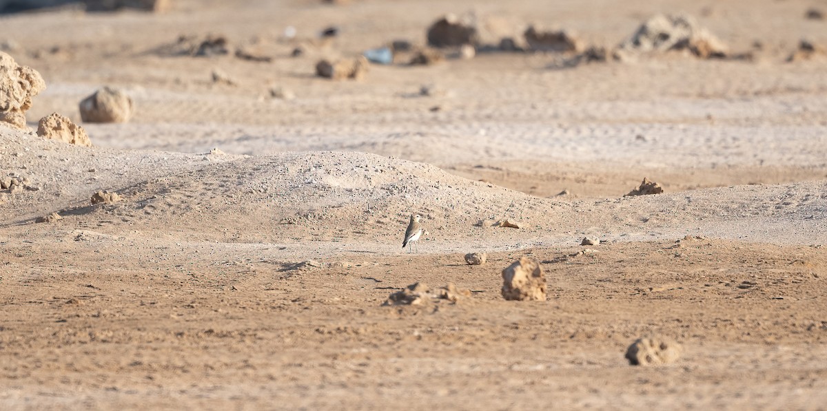 Northern Wheatear - ML646504001