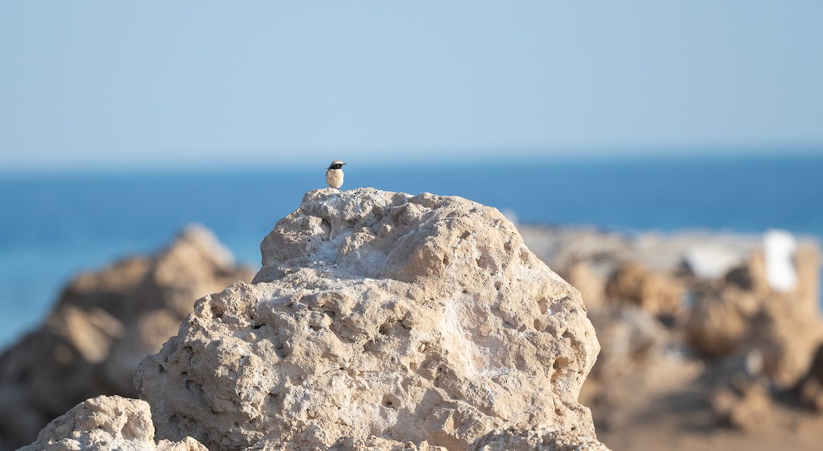 Desert Wheatear - ML646504002