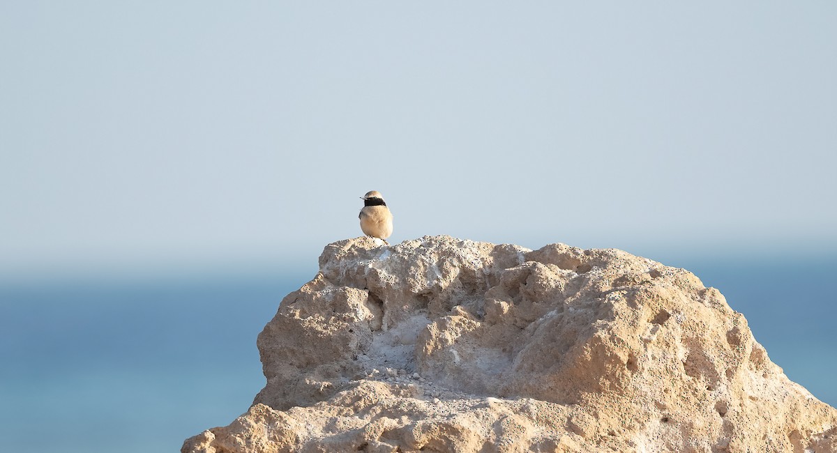 Desert Wheatear - ML646504003