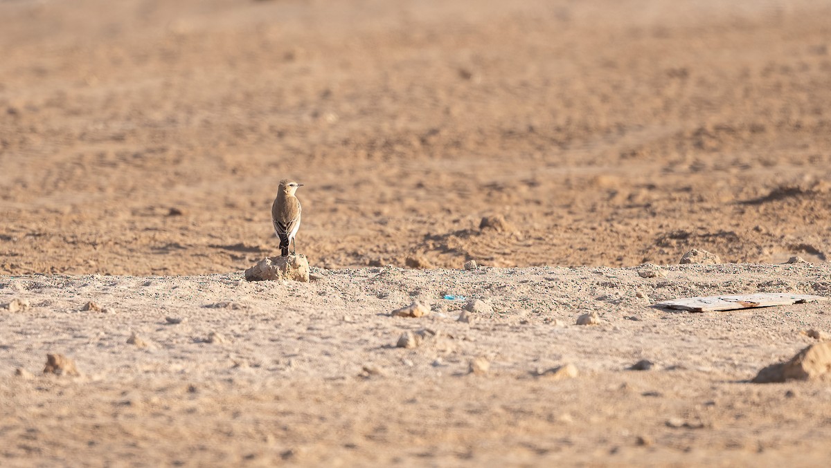 ハシグロヒタキ - ML646504004