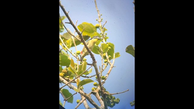 コシアカヒメゴシキドリ - ML646504005