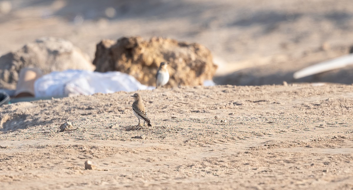 ハシグロヒタキ - ML646504006