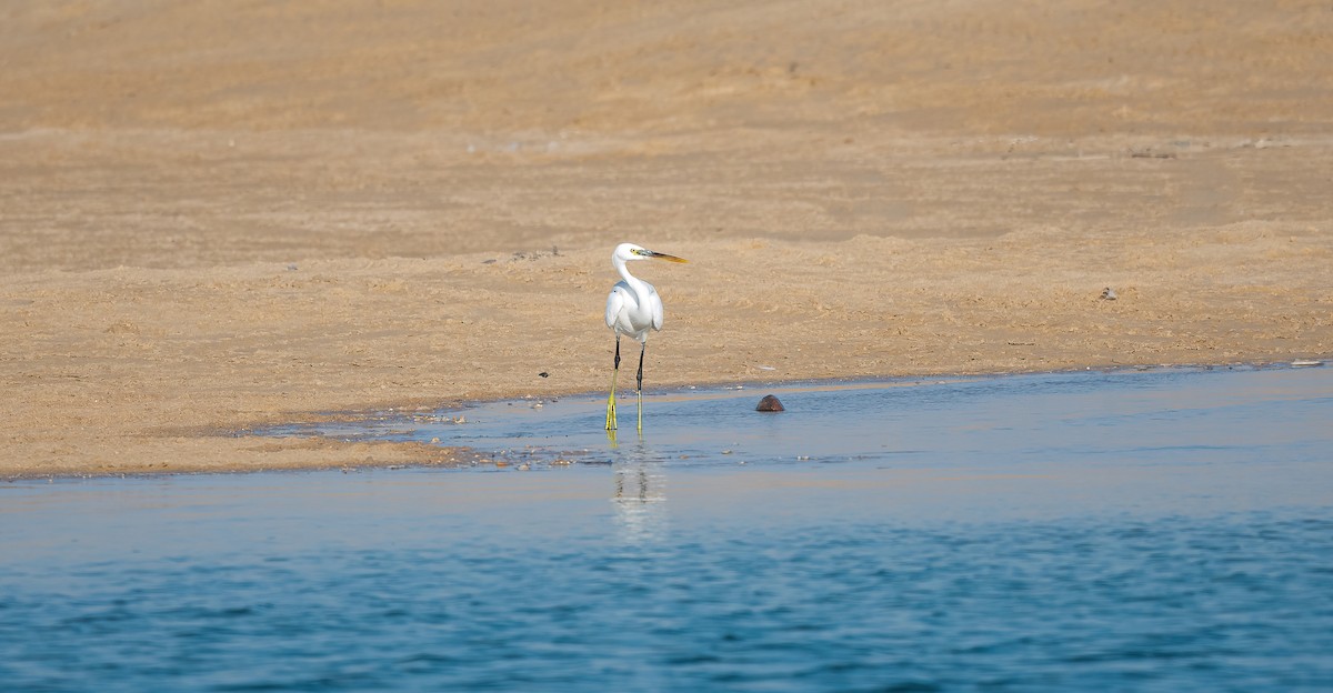 アフリカクロサギ - ML646504007