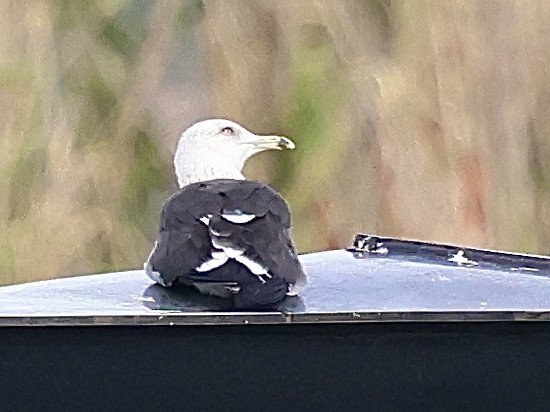 ニシセグロカモメ - ML646504009