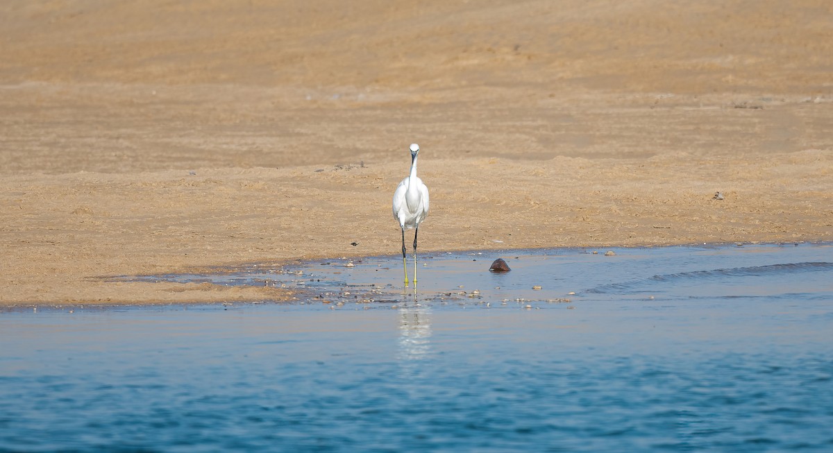 アフリカクロサギ - ML646504010