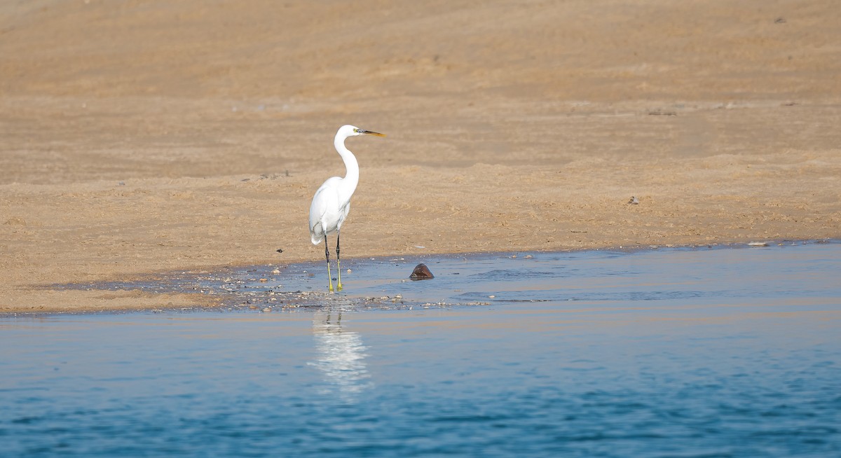 アフリカクロサギ - ML646504011