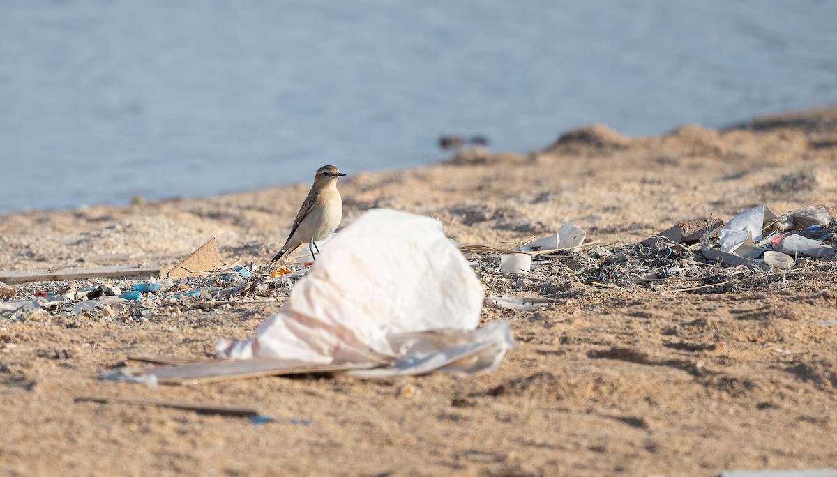 イナバヒタキ - ML646504014