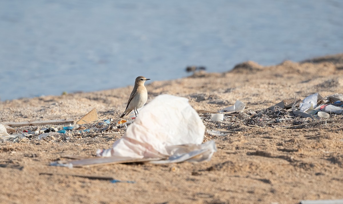 イナバヒタキ - ML646504015