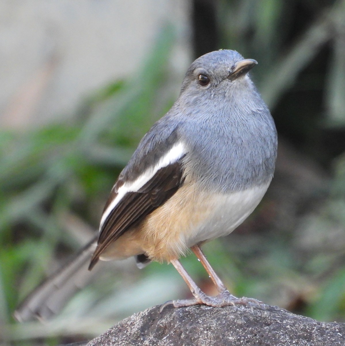 シキチョウ - ML646504020