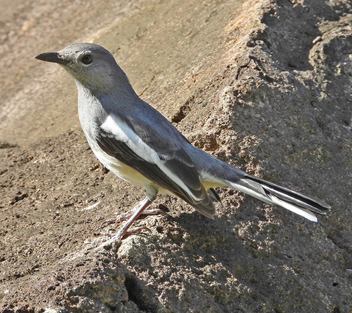 シキチョウ - ML646504022