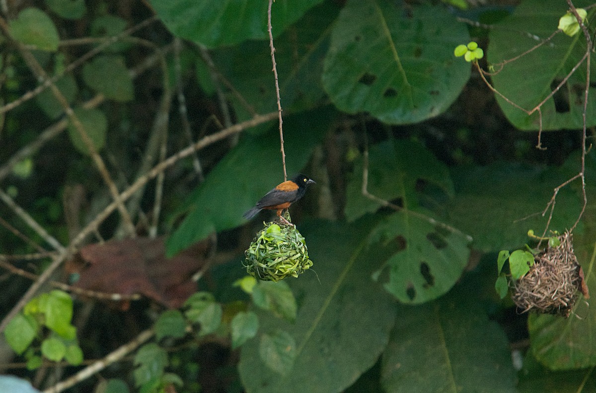 Chestnut-and-black Weaver - ML646504033