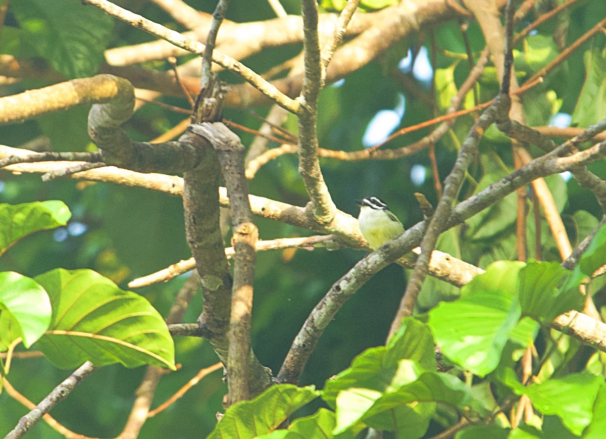 キノドヒメゴシキドリ - ML646504035