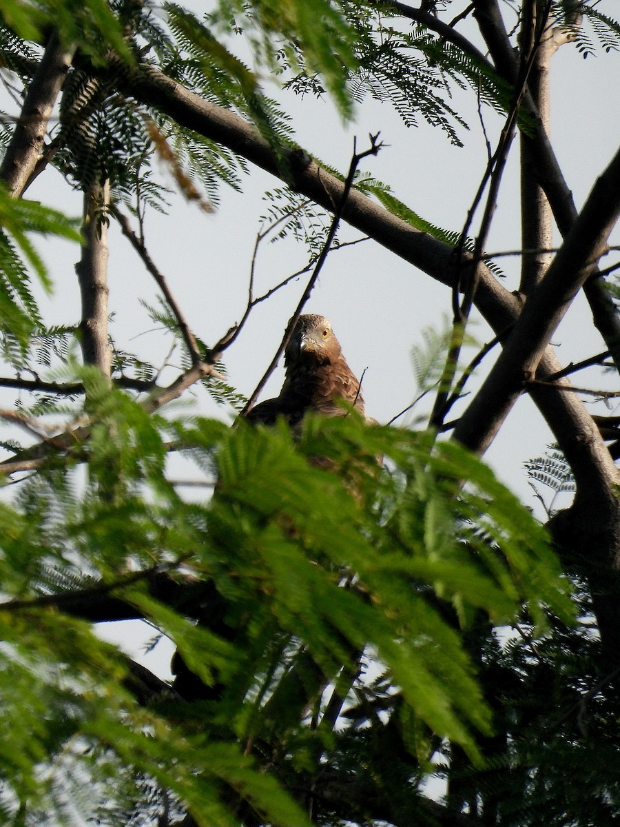 ハチクマ - ML646504037