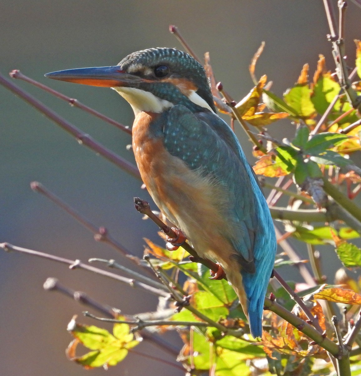 カワセミ - ML646504038