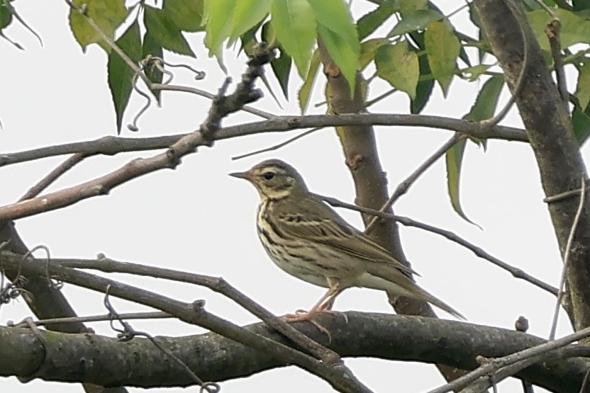 ビンズイ - ML646504040