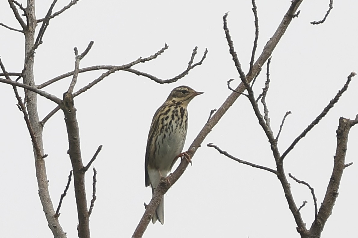 ビンズイ - ML646504041