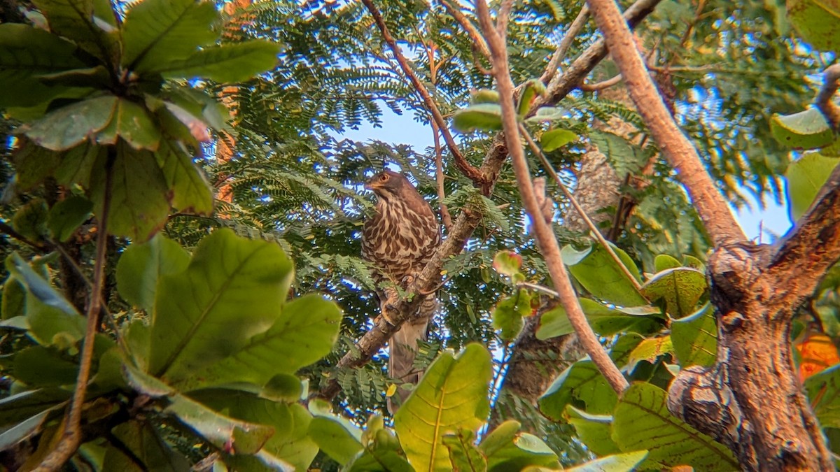 カンムリオオタカ - ML646504042