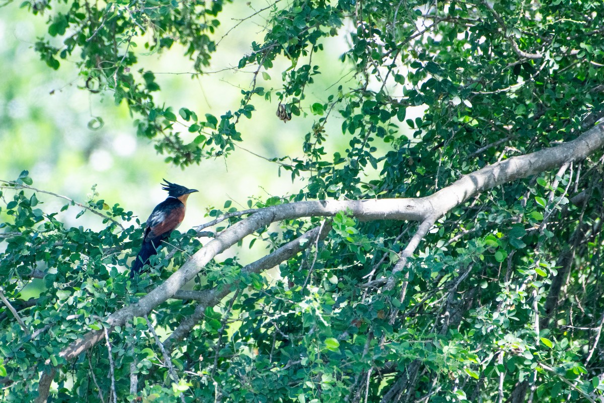 カンムリカッコウ - ML646504043