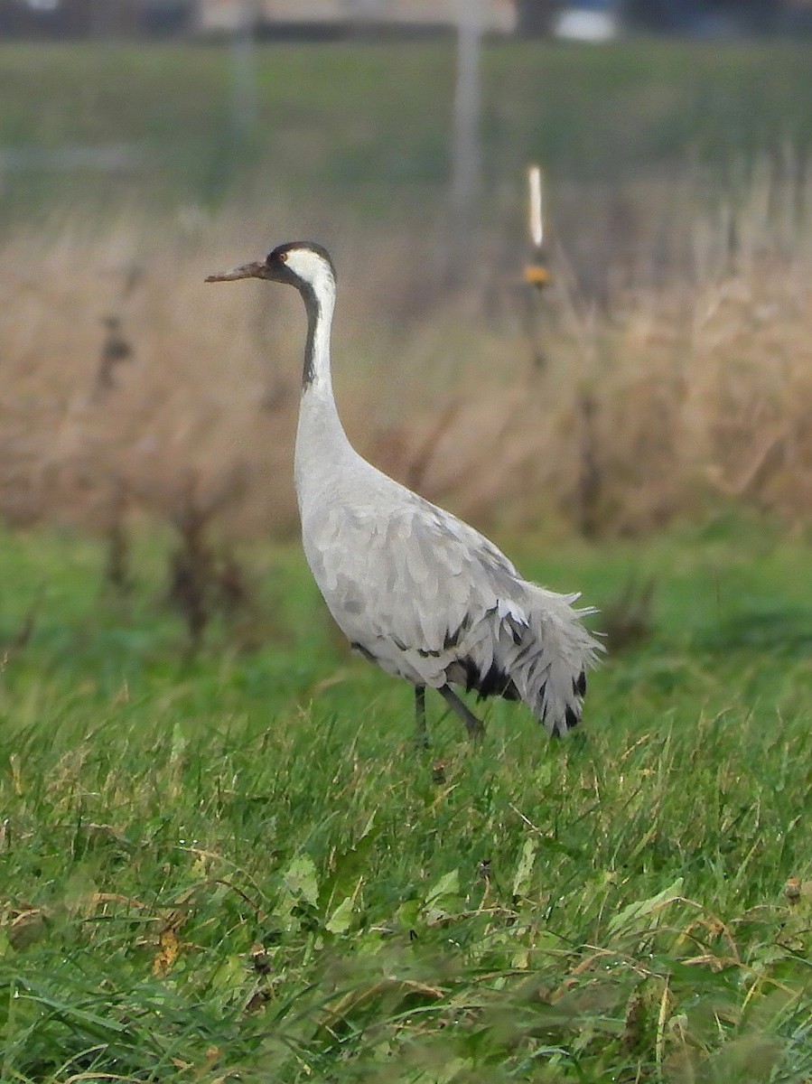 Common Crane - ML646504044