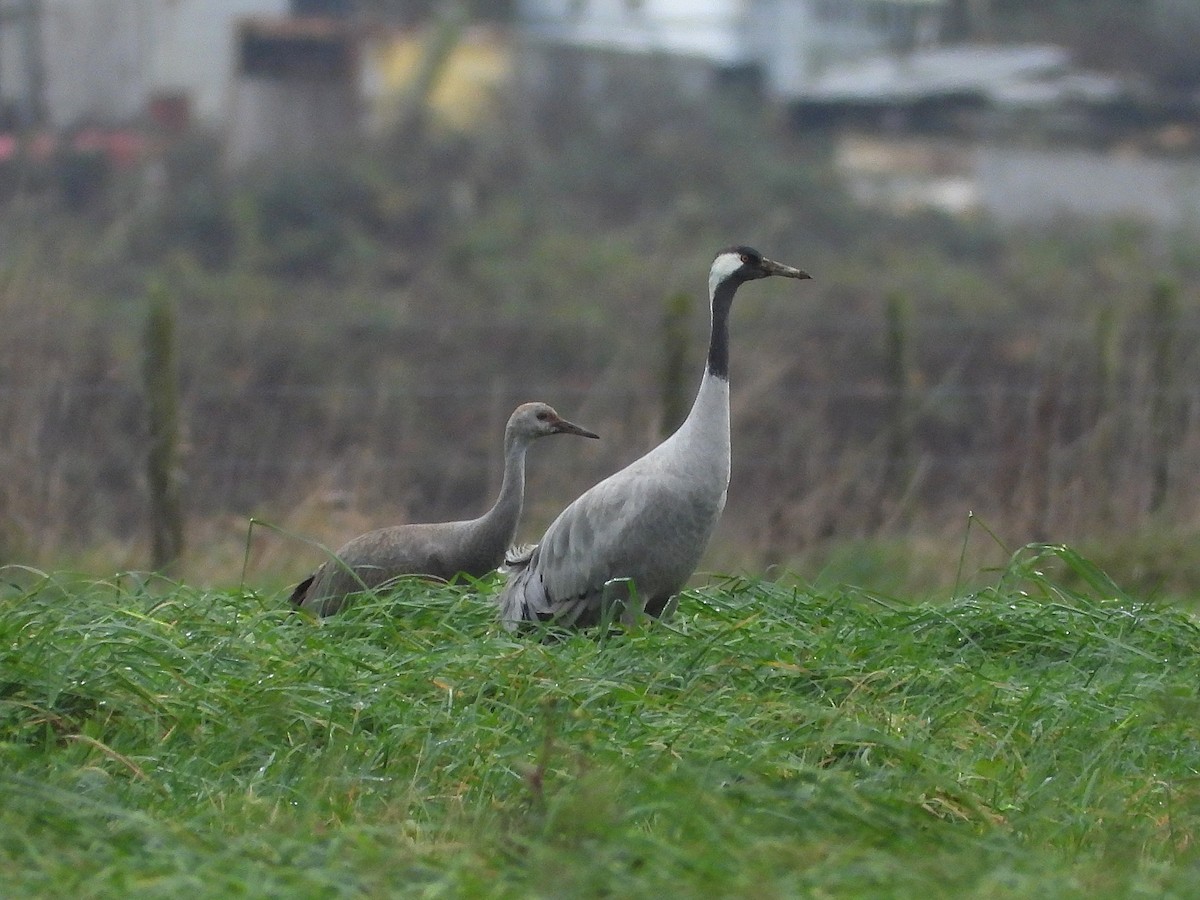 Common Crane - ML646504045