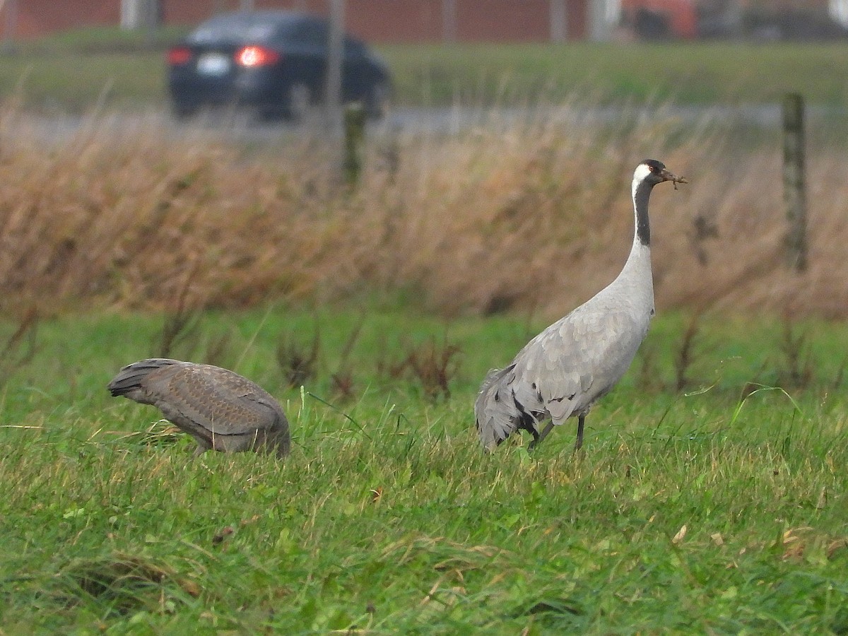 Common Crane - ML646504047