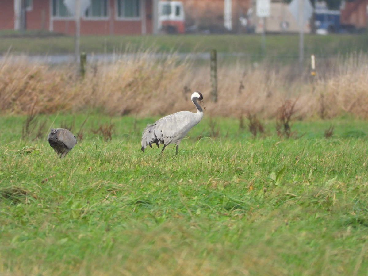 Common Crane - ML646504048