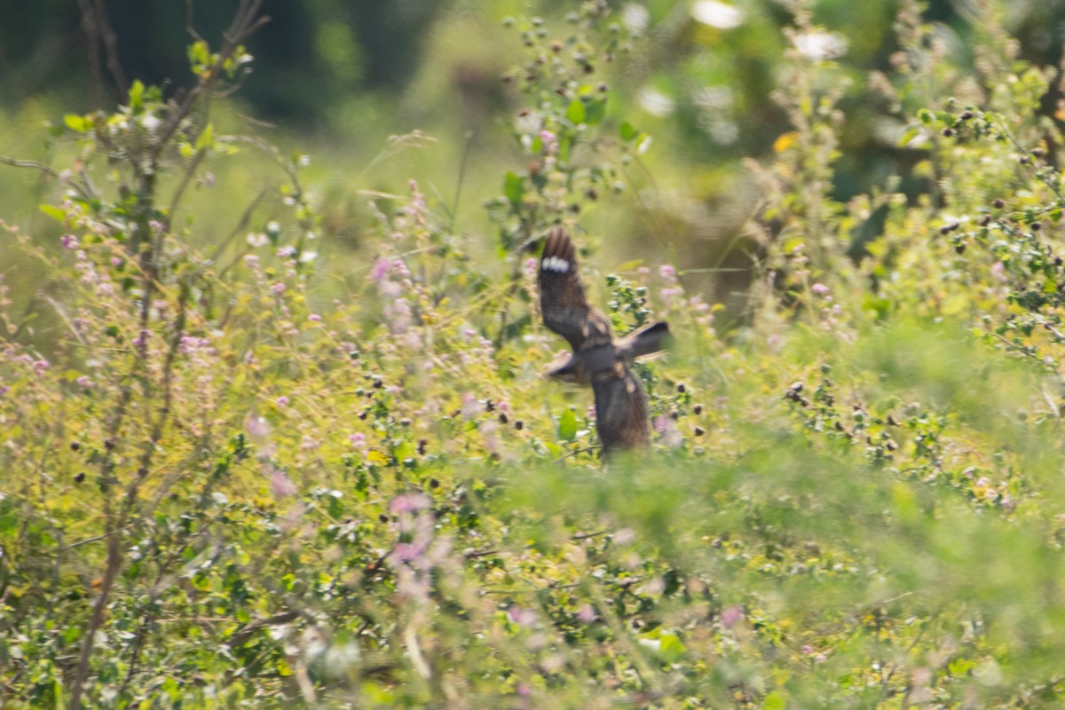 インドヨタカ - ML646504049