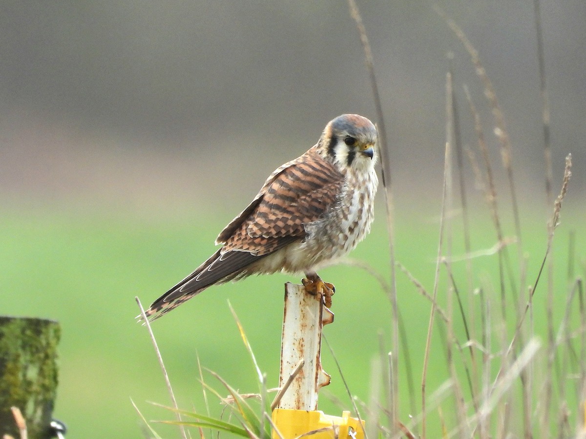 アメリカチョウゲンボウ - ML646504050