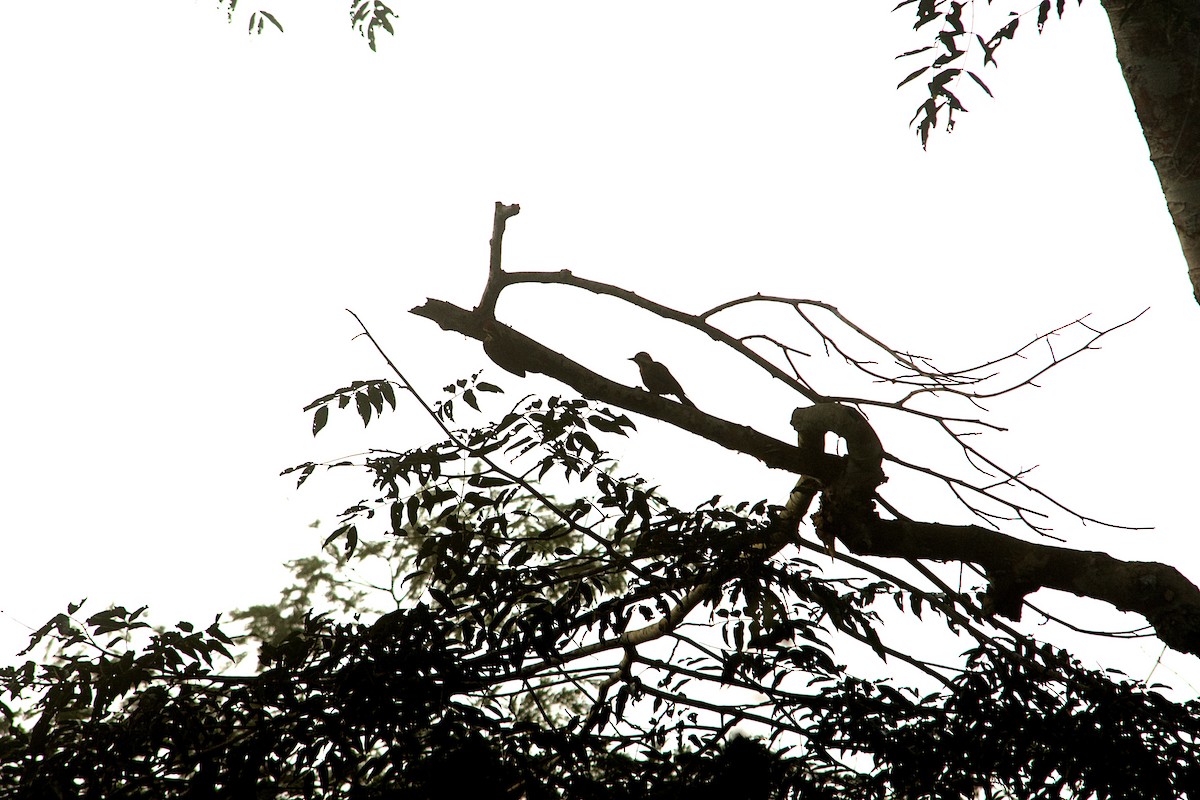 アカハラゲラ - ML646504051