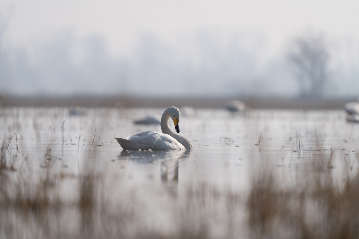 オオハクチョウ - ML646504053