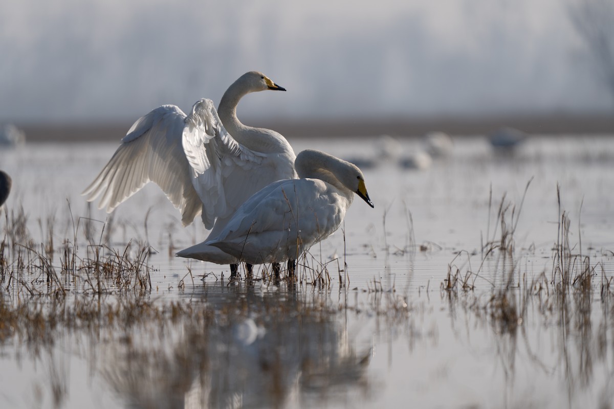 オオハクチョウ - ML646504054