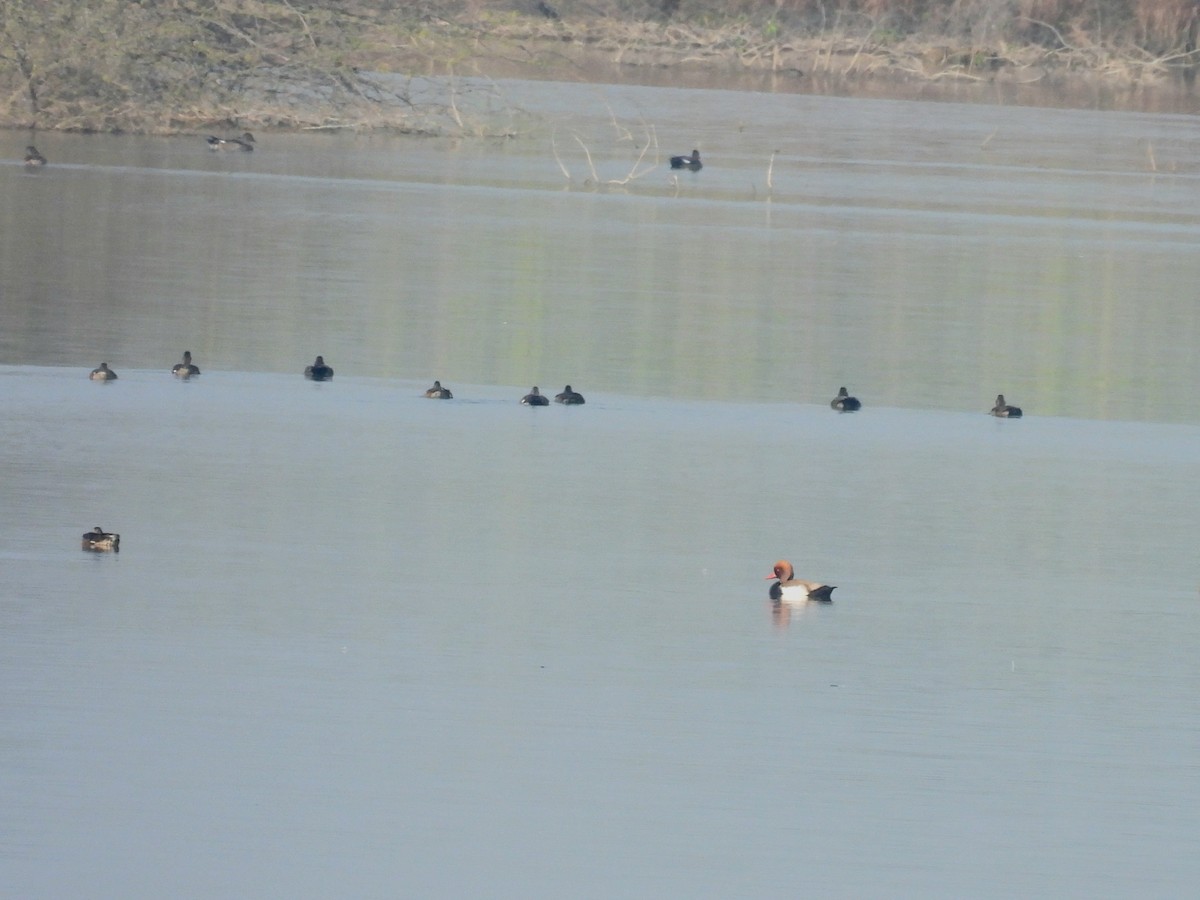Red-crested Pochard - ML646504057