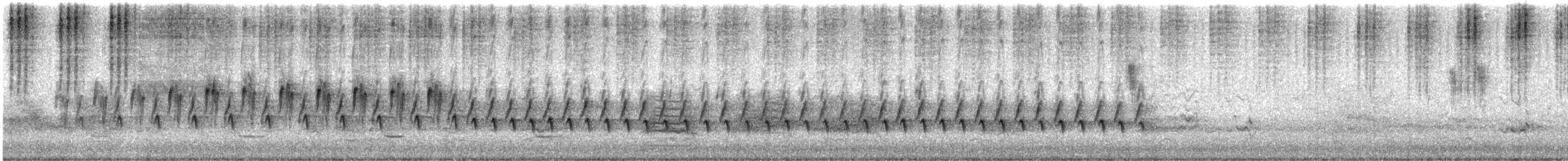 White-winged Triller - ML646504061