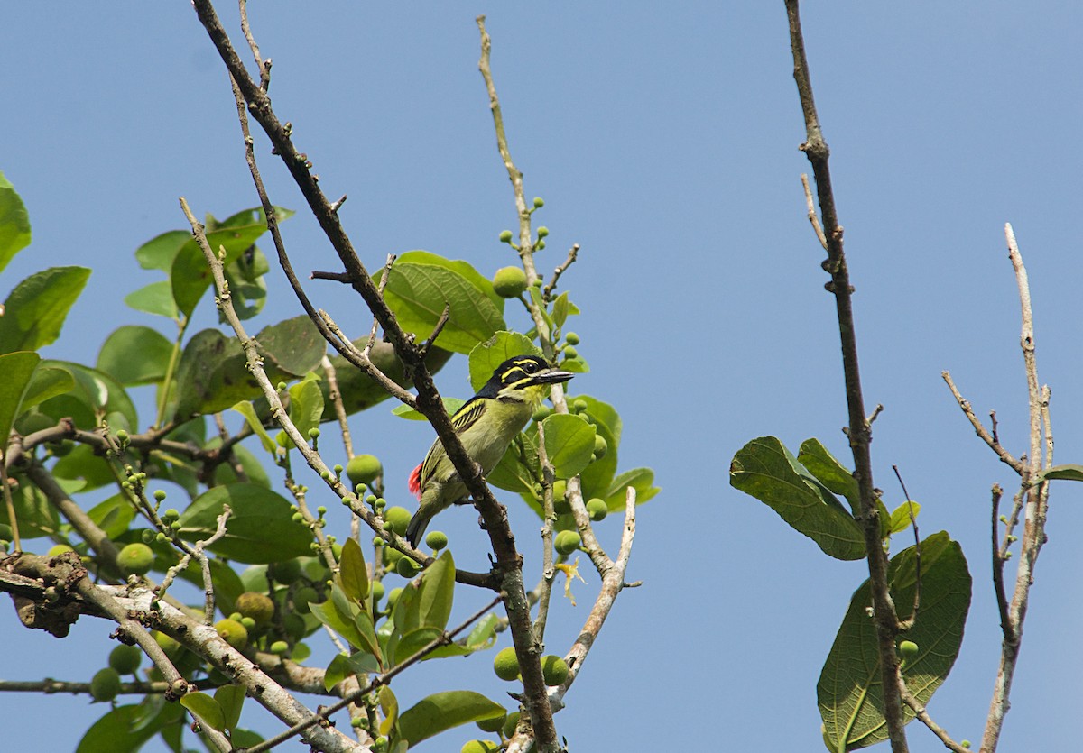 Red-rumped Tinkerbird - ML646504062
