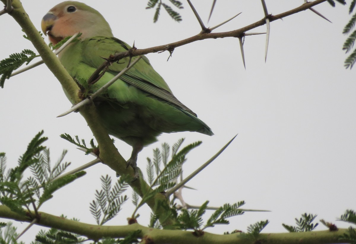 桃臉愛情鳥 - ML646504063