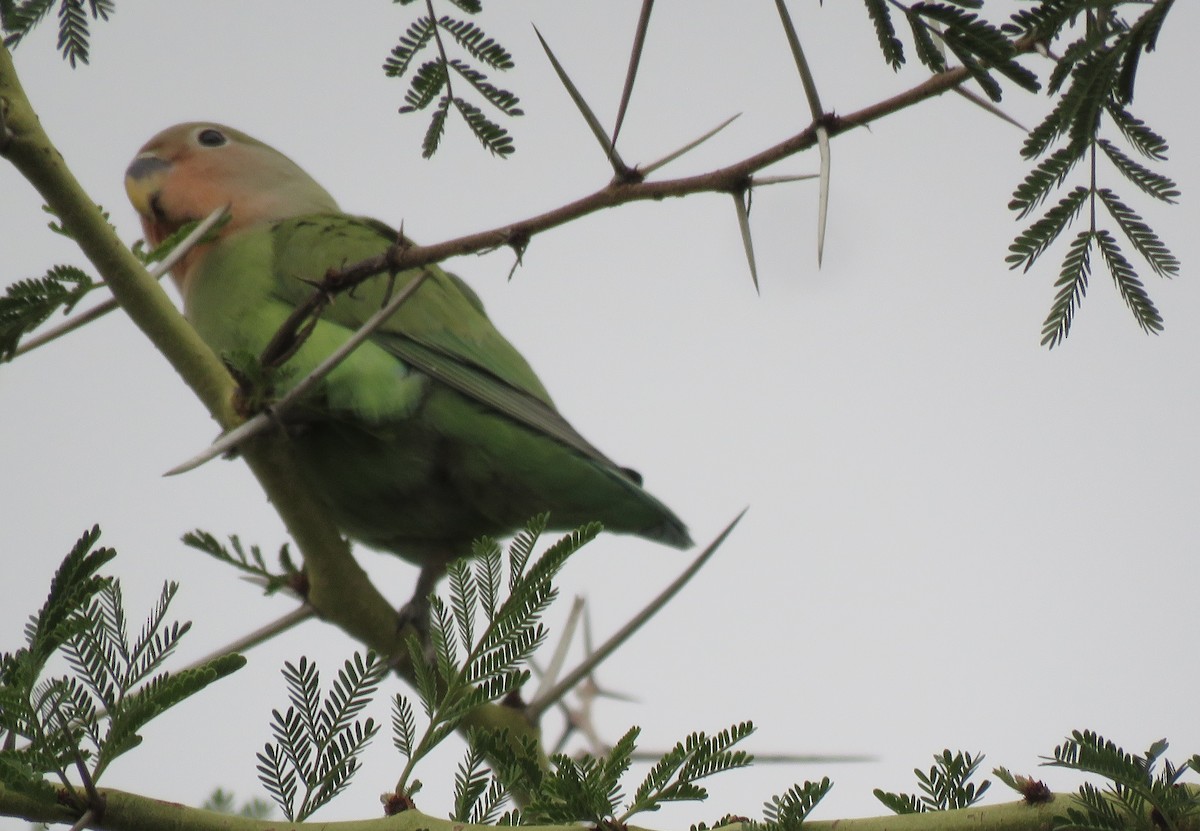 桃臉愛情鳥 - ML646504064