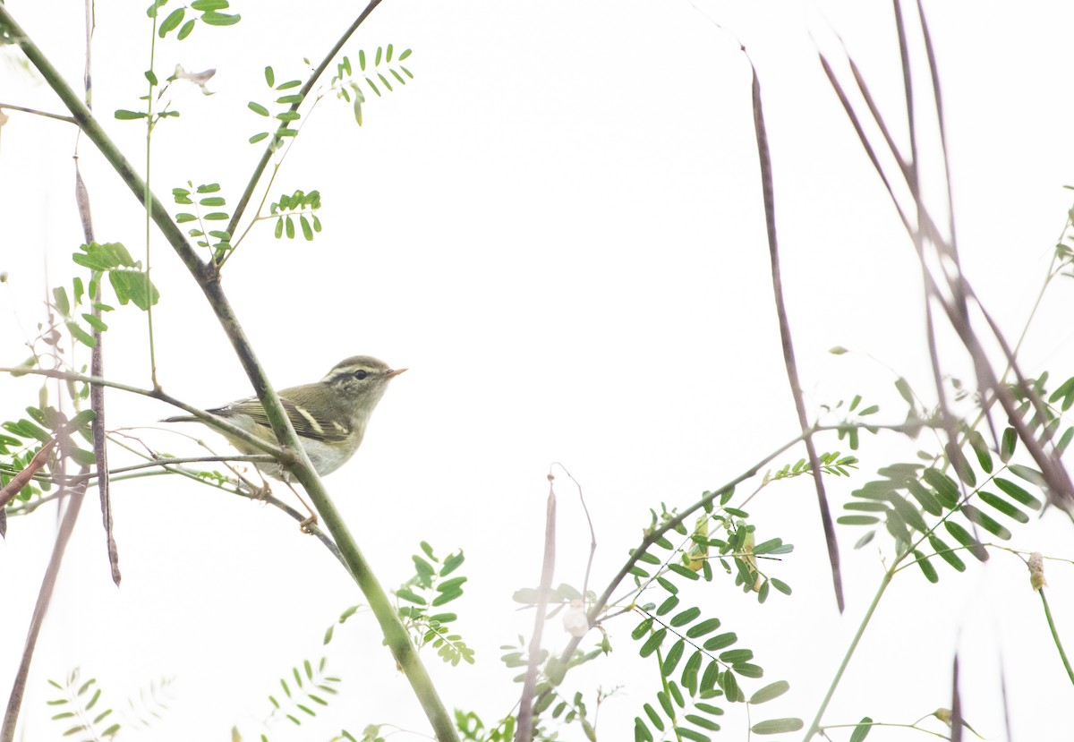 黃眉柳鶯 - ML646504065