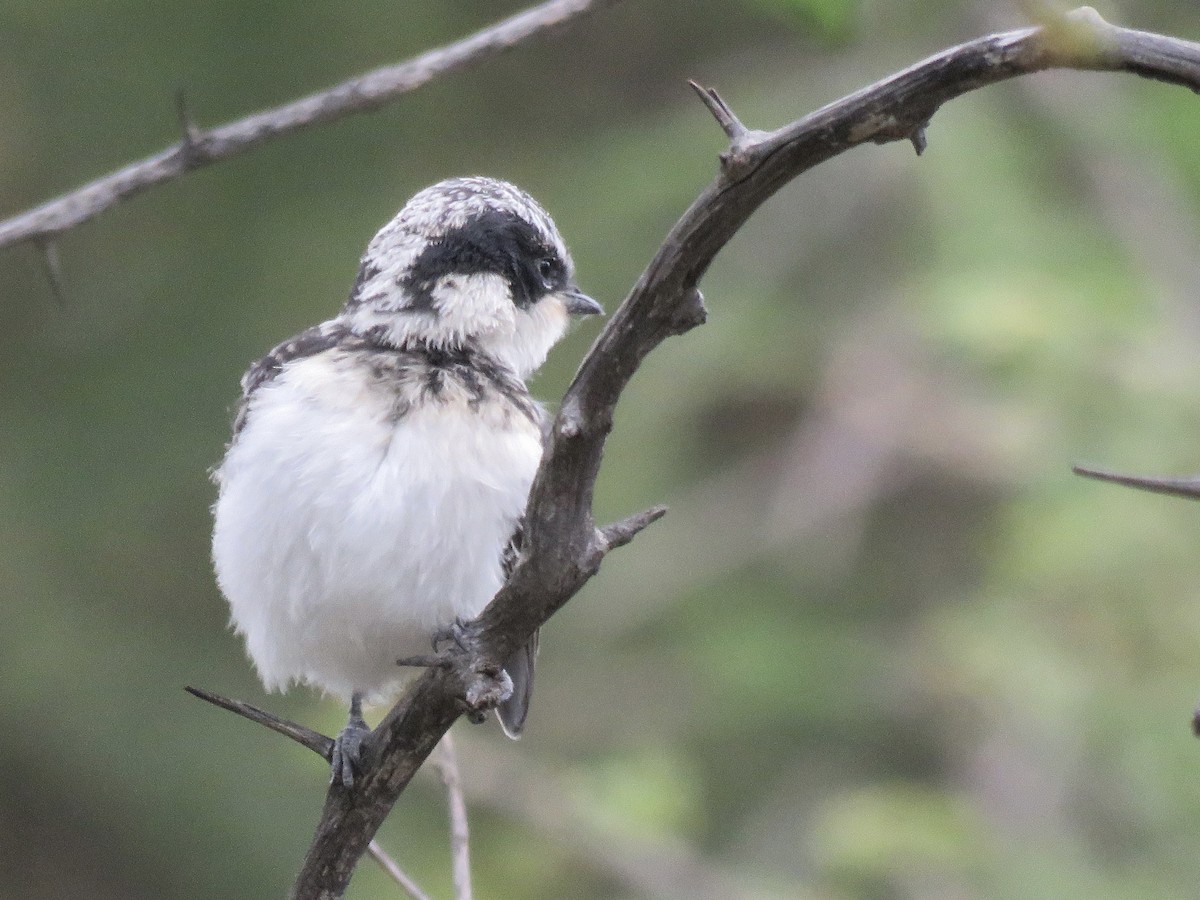 Pririt Batis - ML646504066