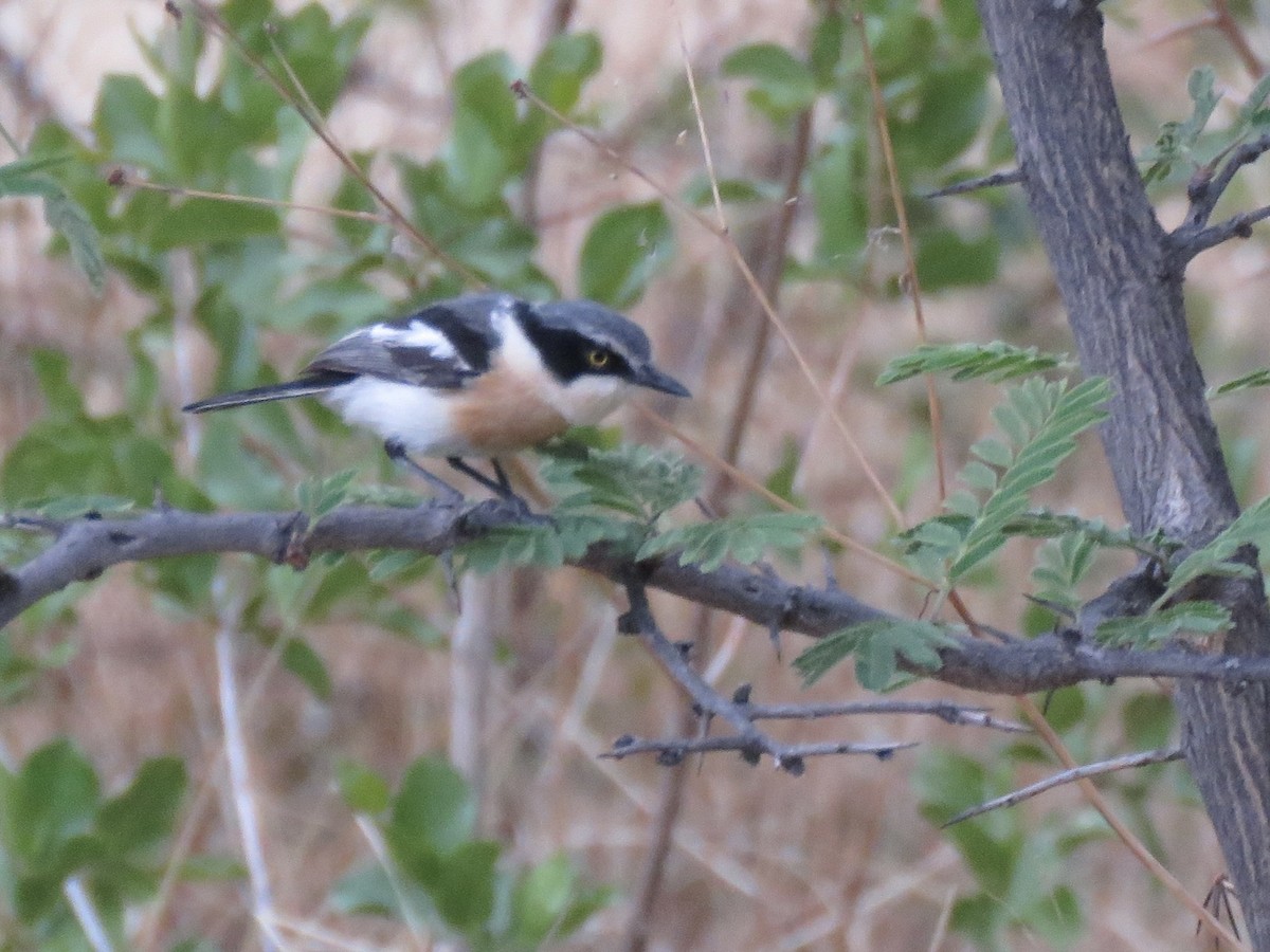 Pririt Batis - ML646504067