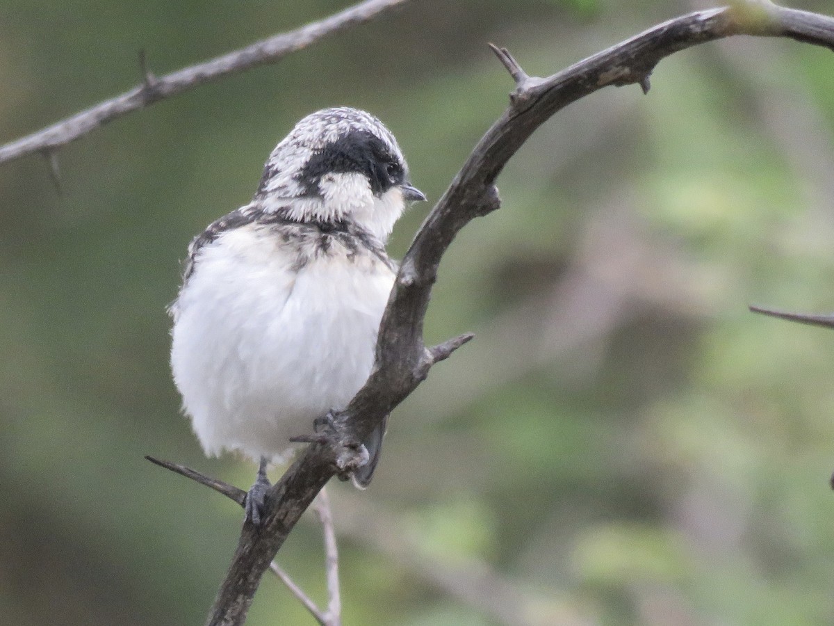 Pririt Batis - ML646504068