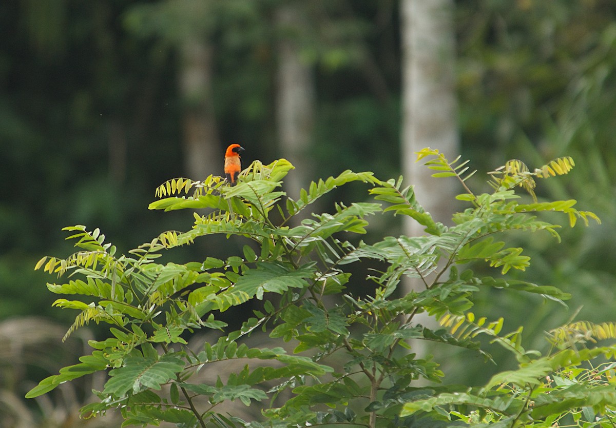 Black-winged Bishop - ML646504069