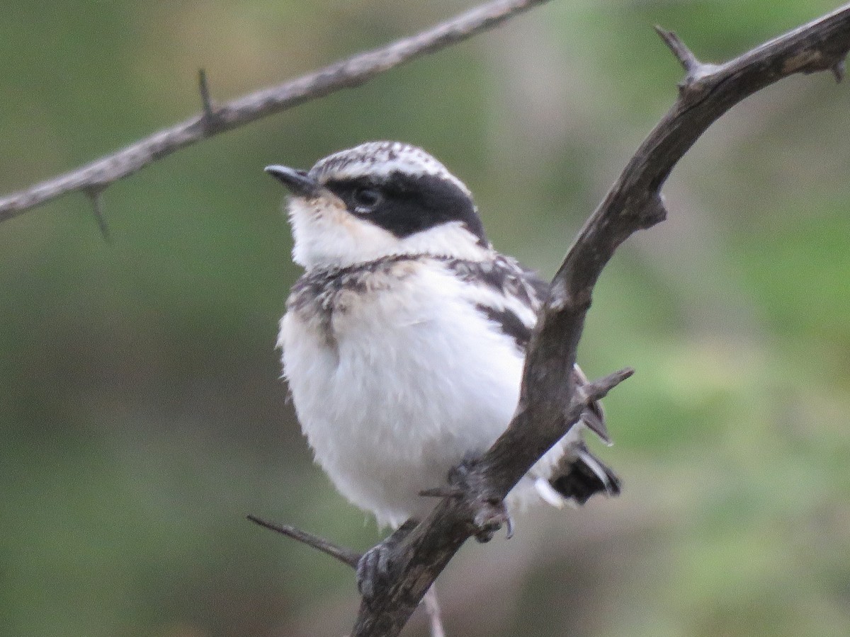 Pririt Batis - ML646504070